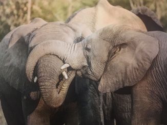 4 elephants Sibling Rivalry by Marshall Lally Photography