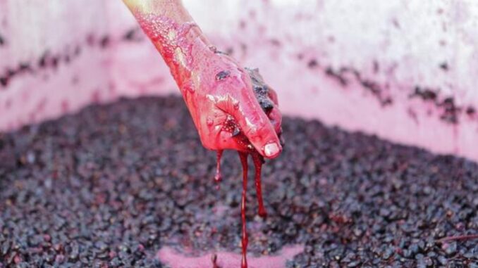 wine
